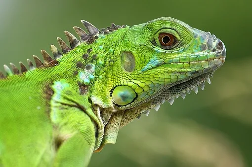 iguana juga menghadapi ancaman dalam bentuk aktivitas manusia