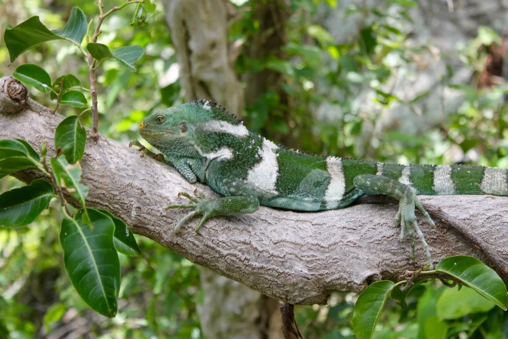 Keajaiban Alam: Kemampuan Iguana Berkamuflase
